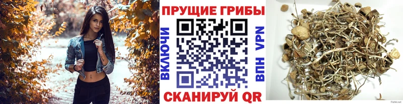 Галлюциногенные грибы GOLDEN TEACHER  Ишим 